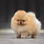 pomerania-toy